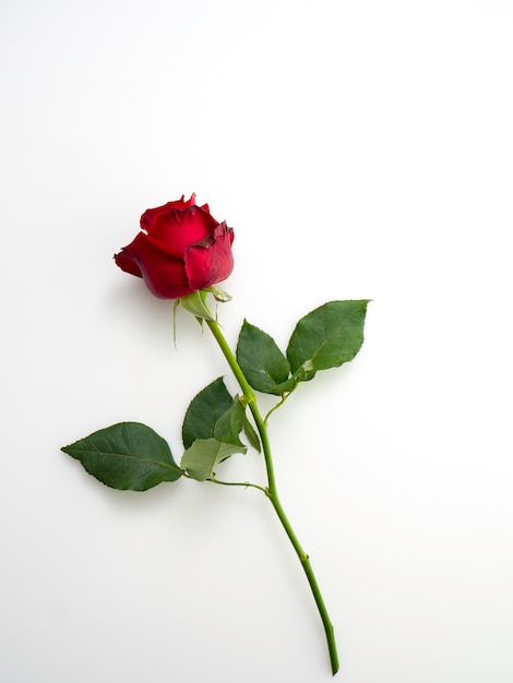 Single beautiful red rose  on white 