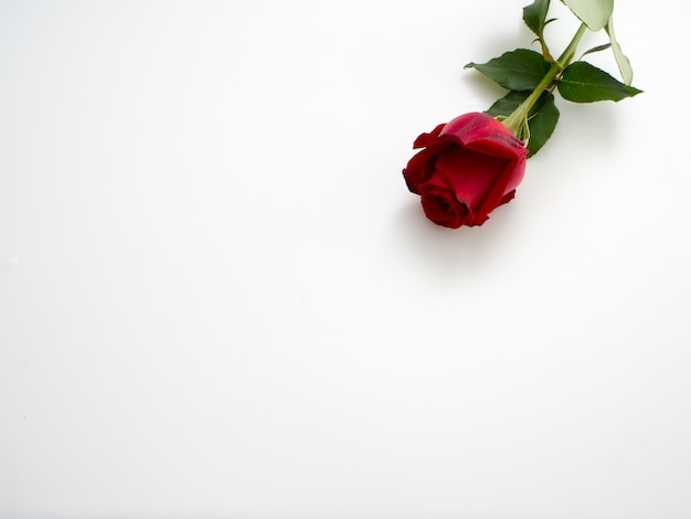 Single beautiful red rose  on white 