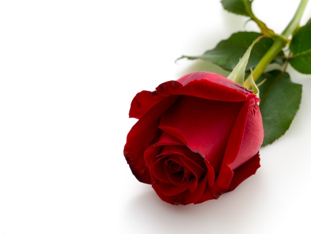 Single beautiful red rose  on white 