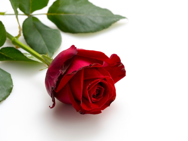 Single beautiful red rose  on white 