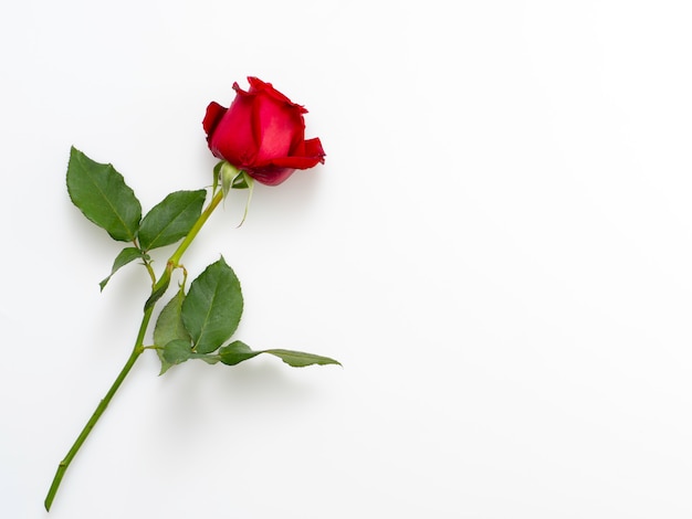 Photo single beautiful red rose  on white