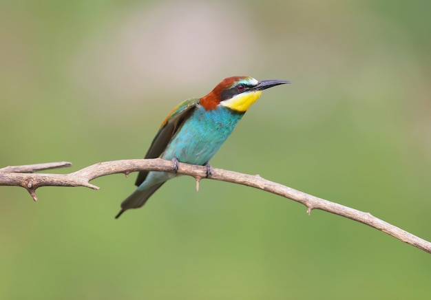 Single bee-eater close-up on a dry branch