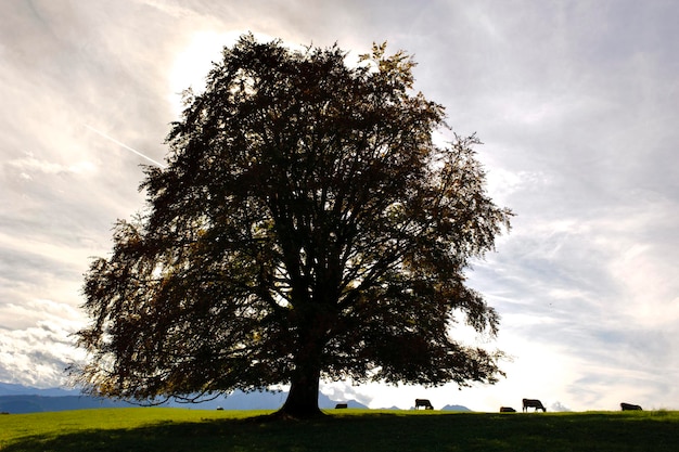 Photo single big beech tree in meadow