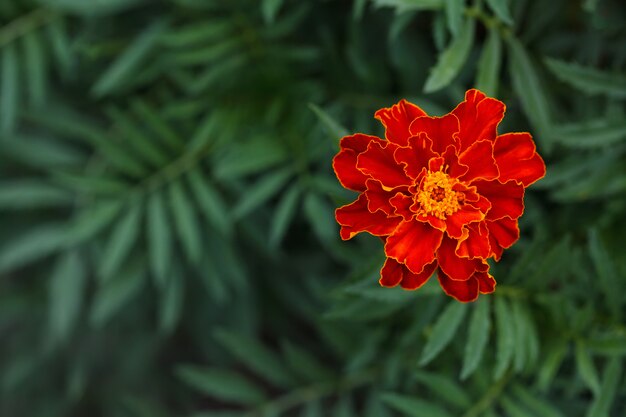 Single big marigold flower in garden, top view