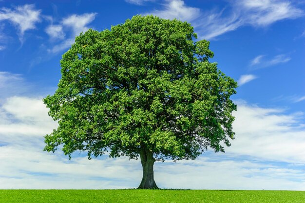 Single big oak tree in meadow against sky