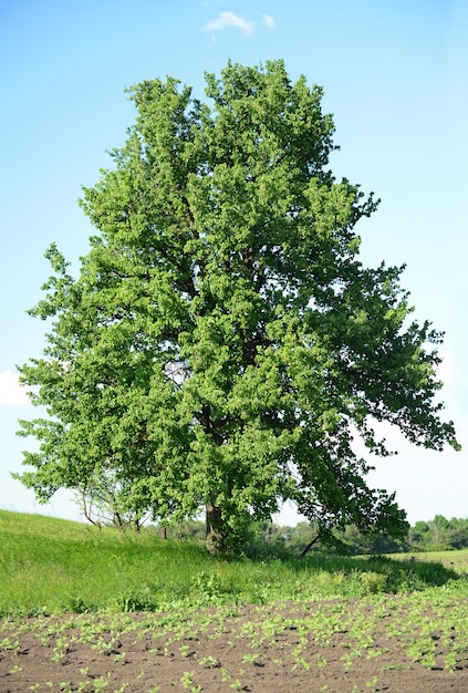 Foto singolo grande vecchio albero all'aperto