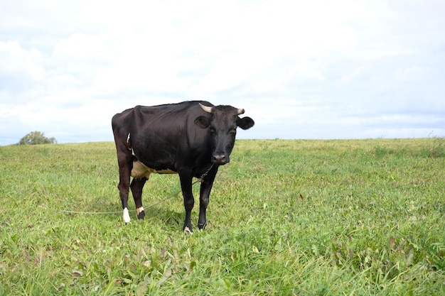 Singola mucca nera è al pascolo in un prato in campagna