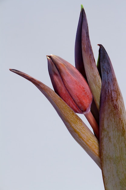 Single black tulip in a glass cup , selective focus