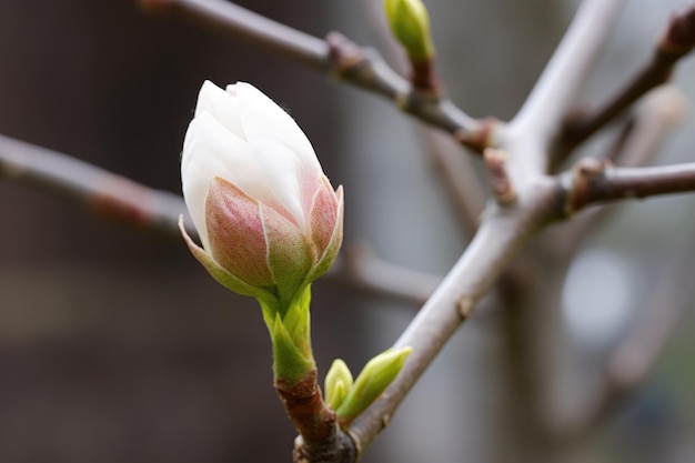 Foto un singolo germoglio in fiore su un albero