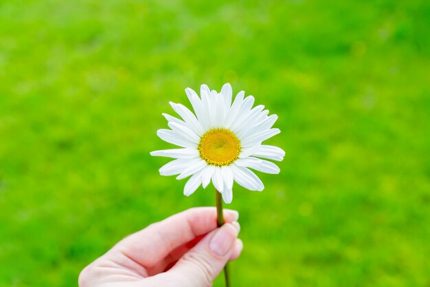 Single blooming camomile flower in female hand on green nature background. Summer concept.