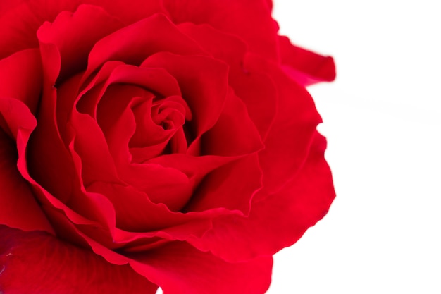 A single blooming red rose