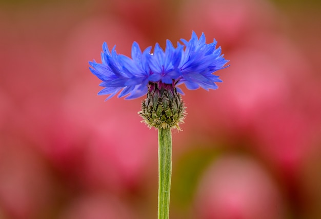 Single blue cornflower or bachelor's button (centaurea cyanus) flower on purple background, detail