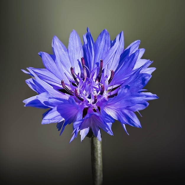 Photo single blue flower