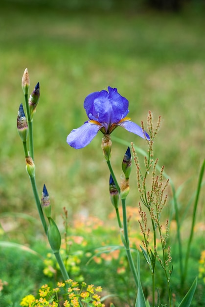 Single blue iris flower blooming on lawn