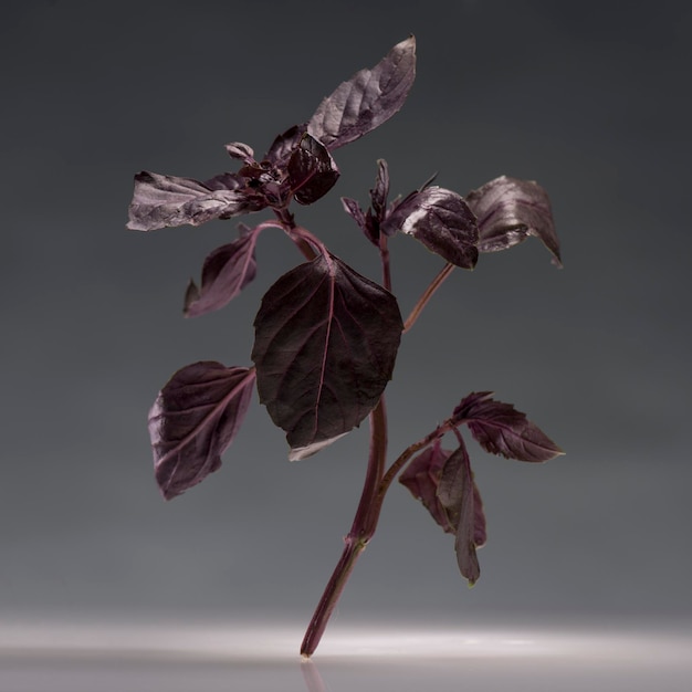 Single branch of healthy ripe red basil isolated on grey