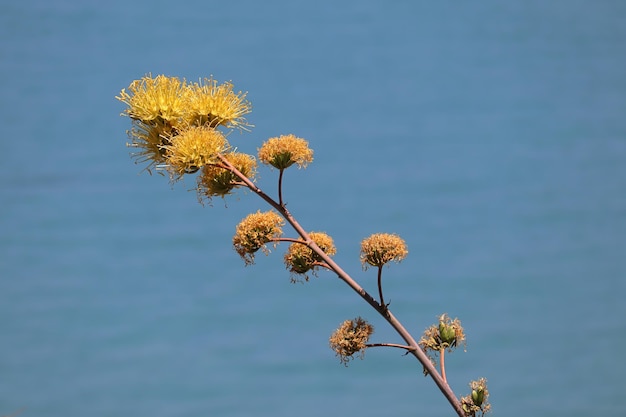 写真 海を背景にした砂漠のリュウゼツランの花の 1 つの枝