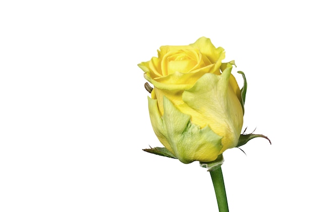 Single bud of yellow rose isolated on white background