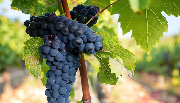 Single bunch of Shiraz grapes on vine grape harvest