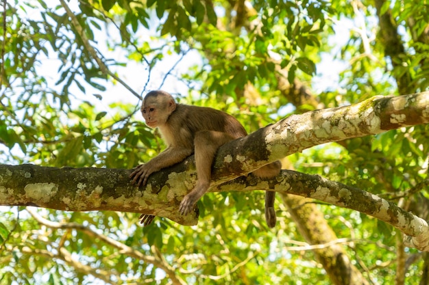 A single cappuchine monkey sitting on the branch of a tree