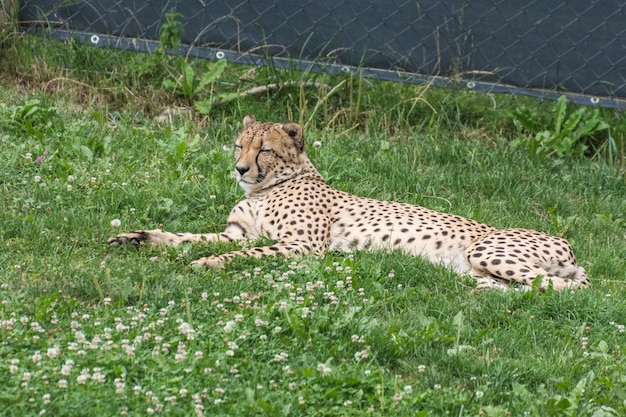 Single chetah lies in green grass