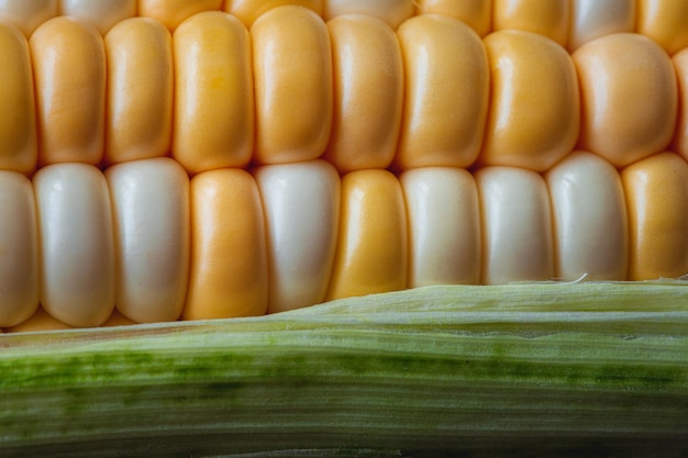 Single closeup ear of corn with green leaves