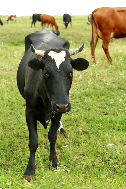 Single cow on the meadow