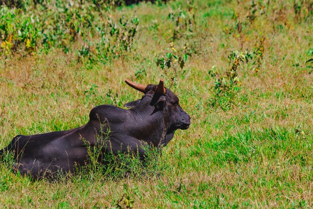 Single cow standing watching in the green field Panorama of cows grazing in a meadow with grass and in the background the sunrise