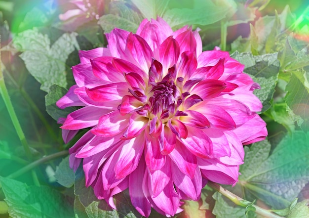 Один цветок георгина на фоне природы Фиолетовые цветы георгина на кусте