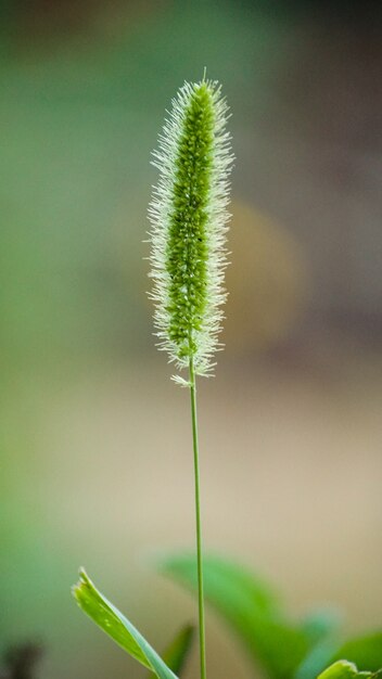 Single Dandelion