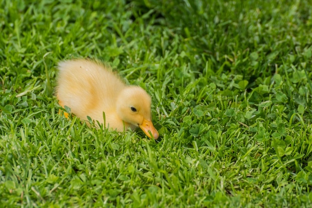 신선한 녹색 풀밭에 앉아 있는 사랑스러운 푹신한 가벼운 인디언 러너 오리 아기