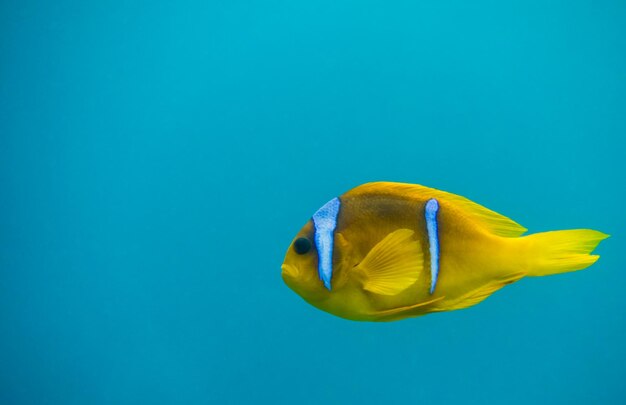 single dear red sea anemonefish in blue water