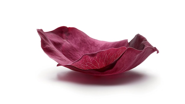 A single delicate curved red leaf isolated on a white background