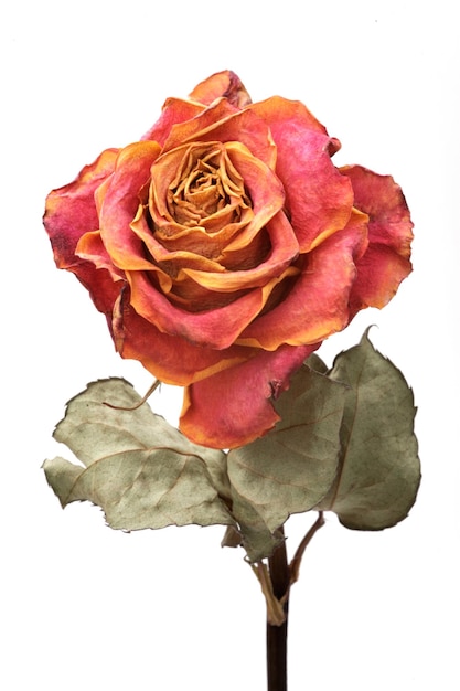 single dry rose on a white background isolated