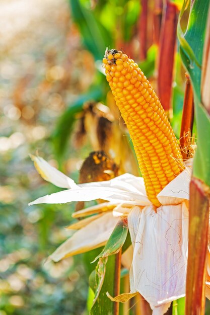 Single ear of sweet corn on plant