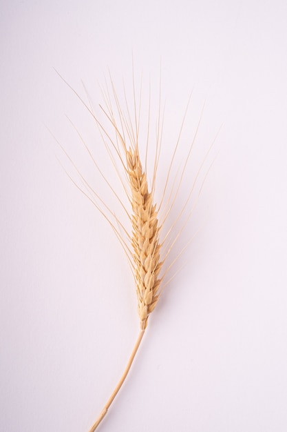 Single ear of wheat on white wall isolated, top view, macro