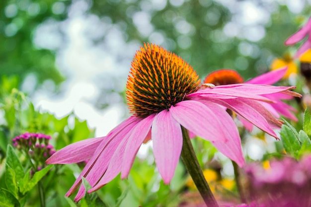 Single echinacea flower in blossom on the blurry background in the garden.