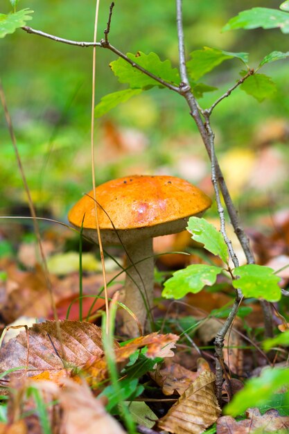 Single Edible Forest Mushroom boletus (Leccinum aurantiacum) grew up in the autumn forest