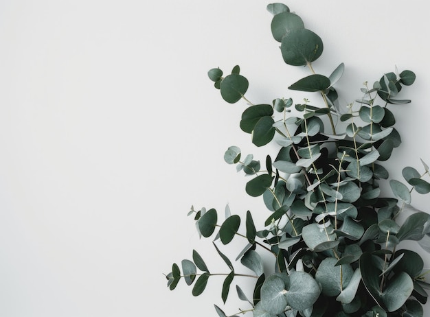 Photo a single eucalyptus plant stacked against a white wall