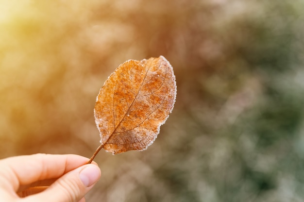 凍るような初秋の朝、庭のぼやけた緑の草を背景に、女性の手に白い冷たい霜の結晶が付いた単一の落ちた赤オレンジ色のリンゴの葉。フレア