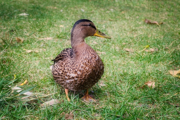 A single female Mallard duck on green grass lawn. Duck walking on the grass.