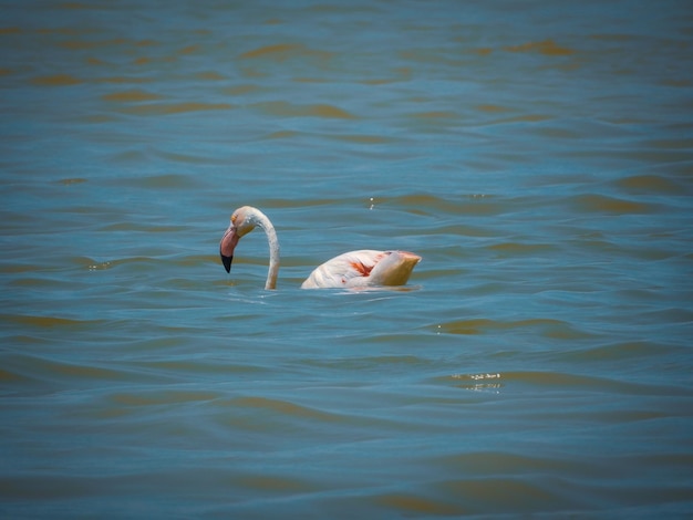 Photo single flamingo in the lagoon