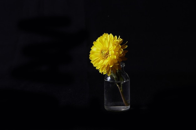 黒い背景にガラスの花瓶に一輪の花