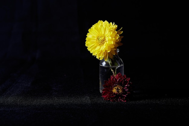 Photo single flower in glass vase on black background