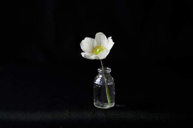 Single flower in glass vase on black background