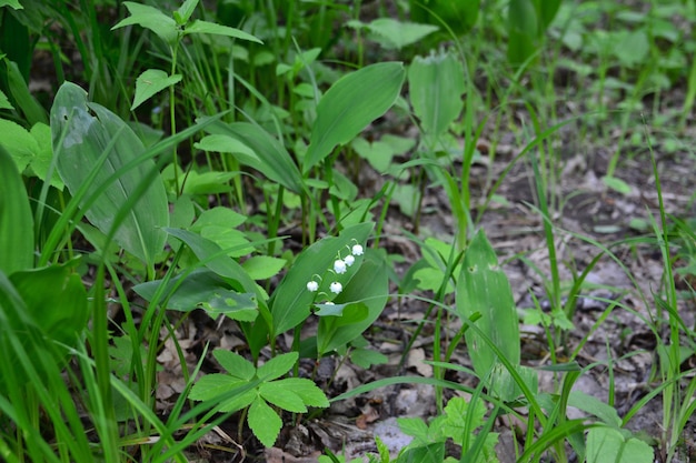 Photo single flower of lily of the valley isolated on the ground with green leaves