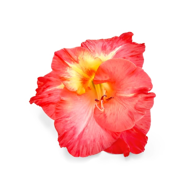 白い背景で隔離の赤いグラジオラスの一輪の花