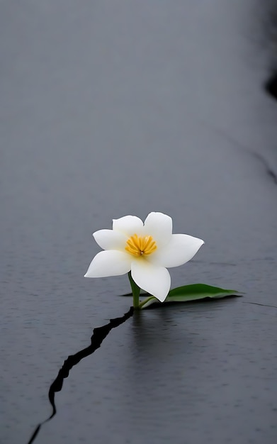 A single flower with gray background