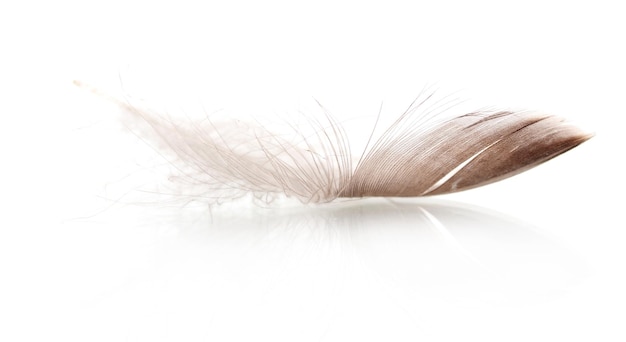 single fluffy feather isolated on white