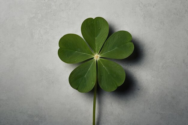 Single fourleaf clover on dark