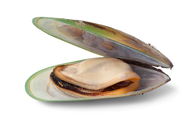 Single fresh cooked Green lipped mussel from New Zealand isolated on white background